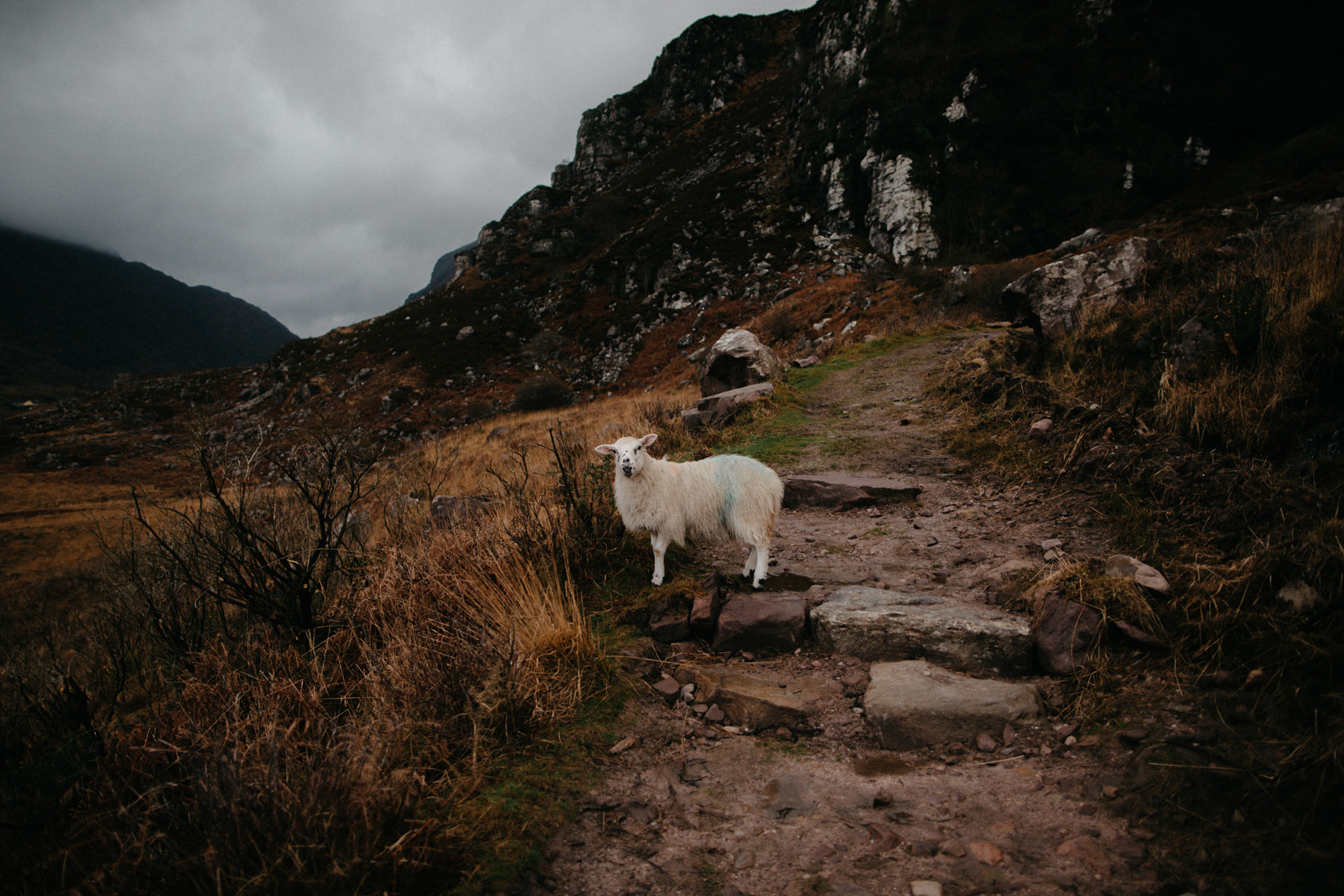 Killarney Couple Session