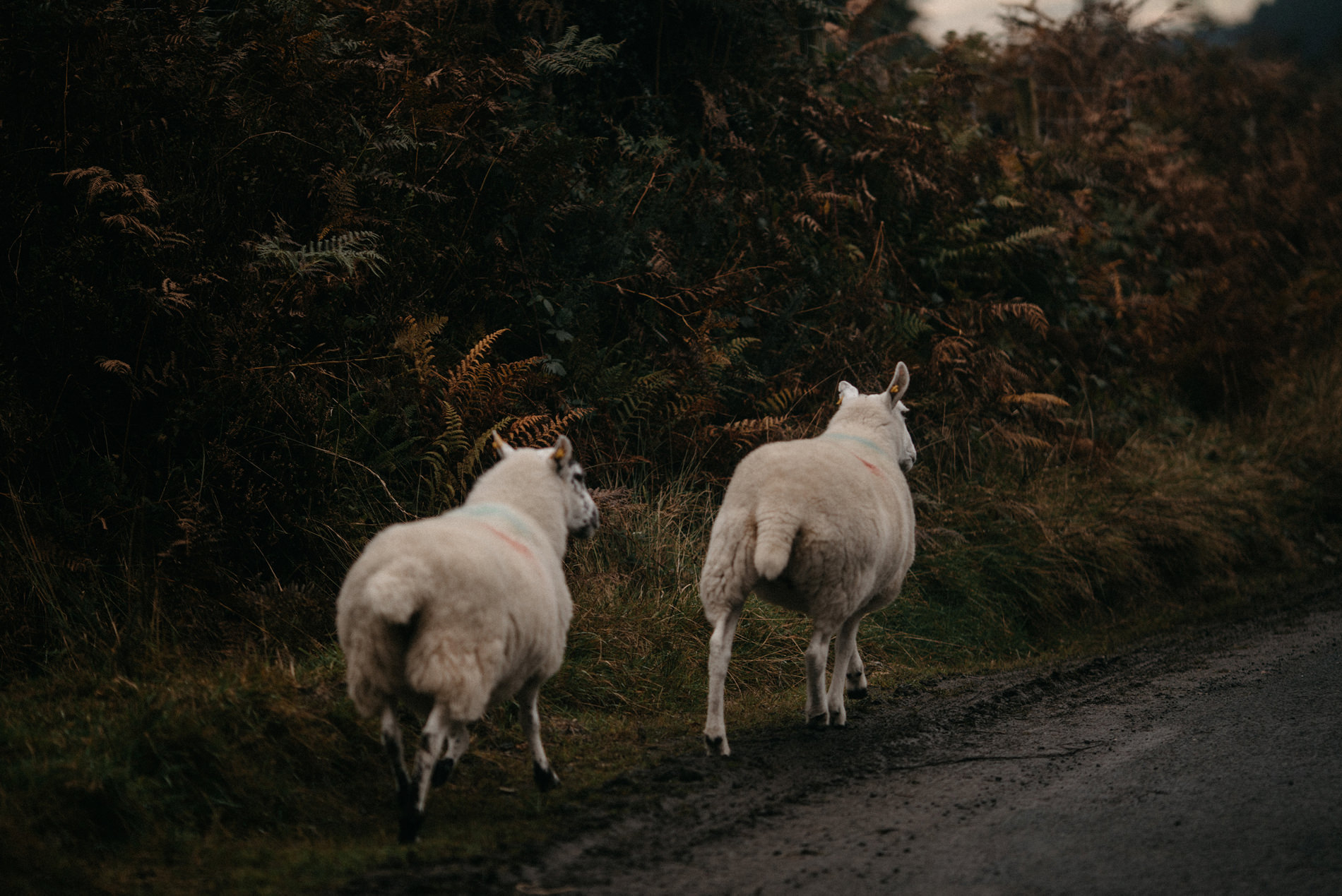 Wicklow Wedding Photographer